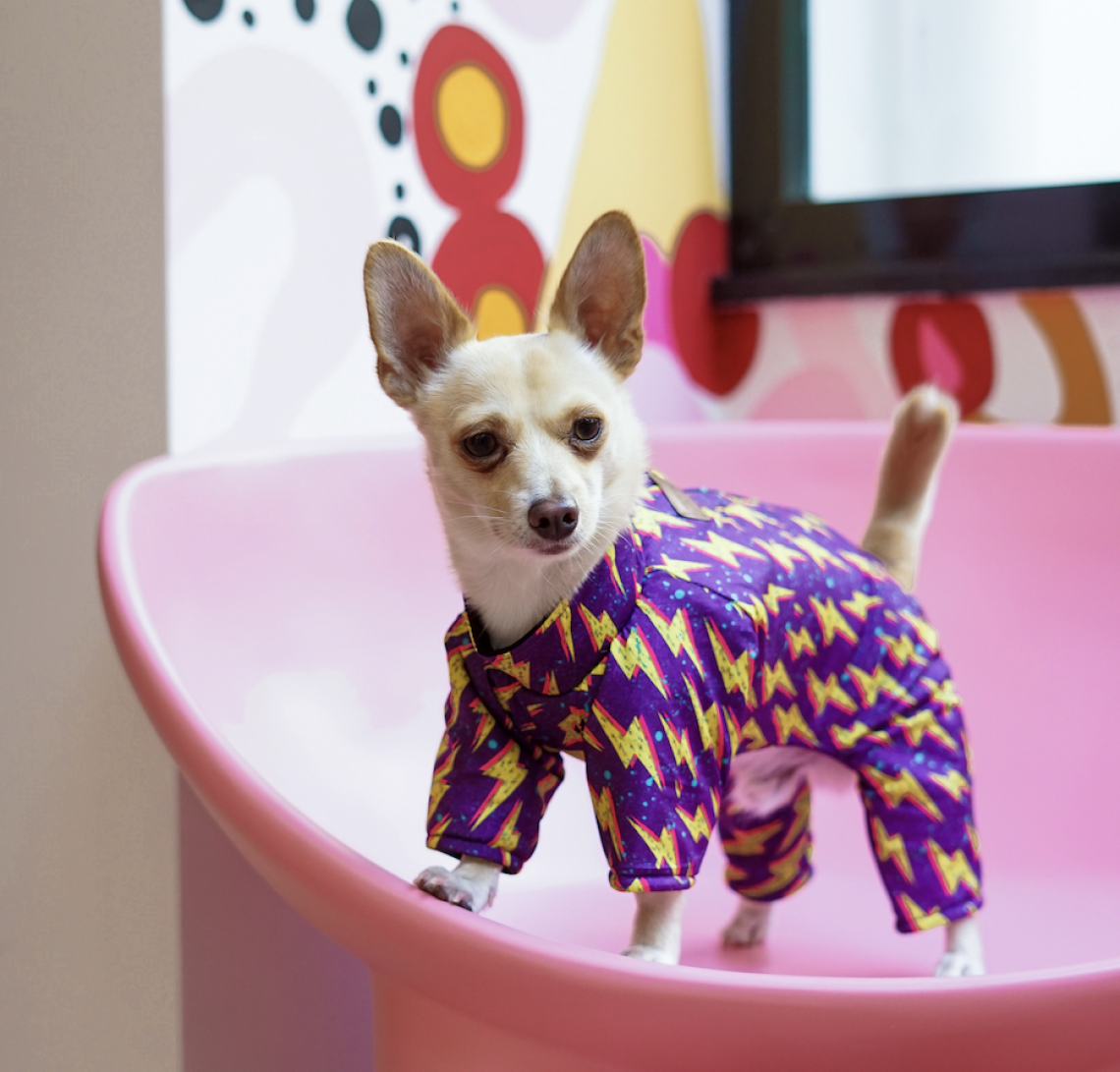 Image of a chihuahua in a cute purple outfit.